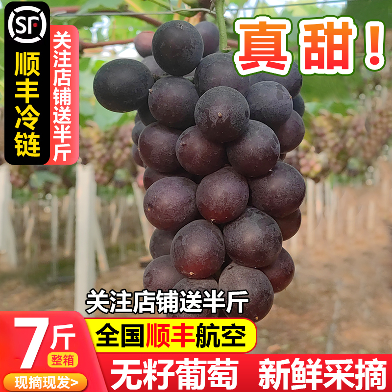 新鲜黑皇浦江葡萄无籽黑提新鲜现摘应季水果送礼5斤装整串发货