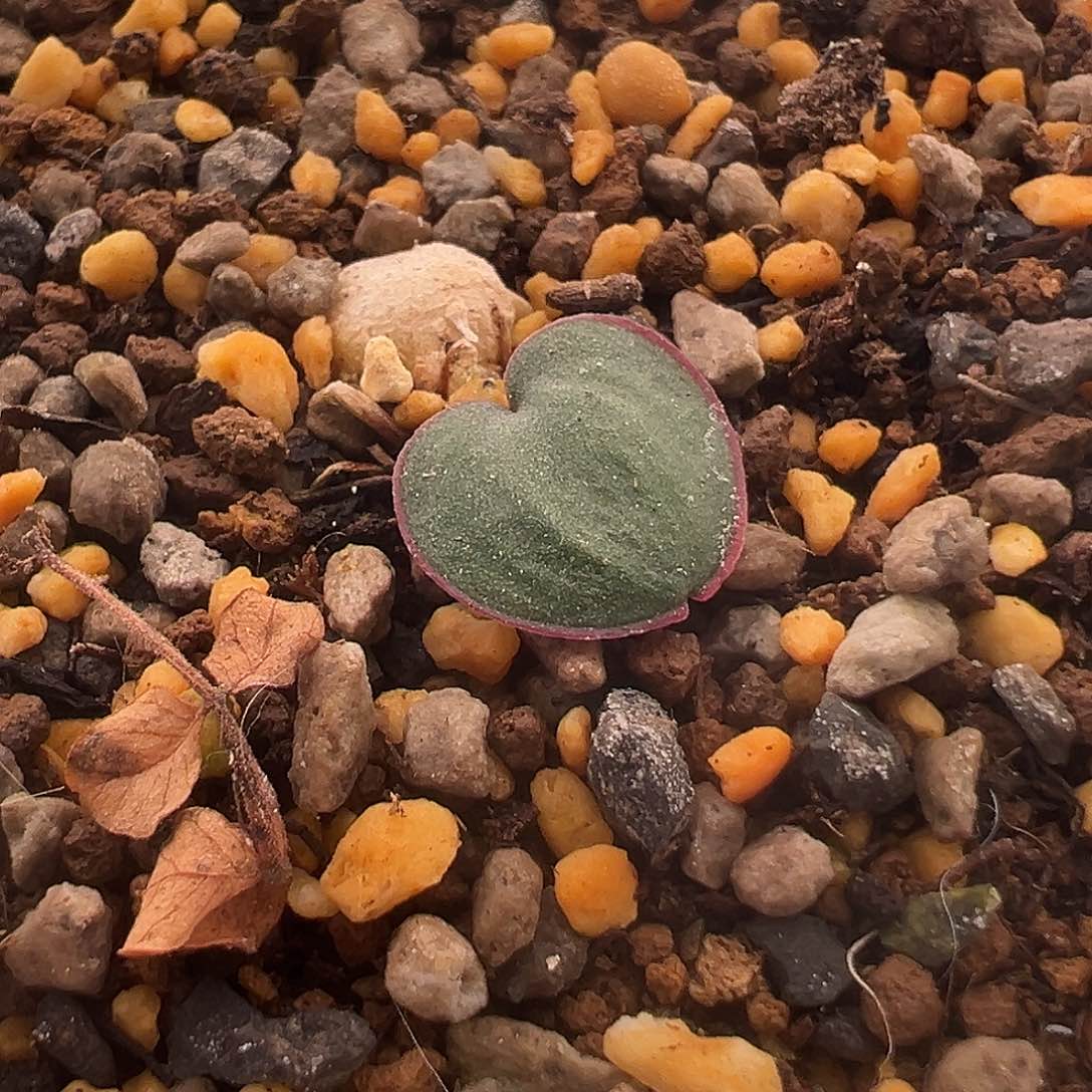 67号最后一颗红边爱心雾冰玉12.19多肉