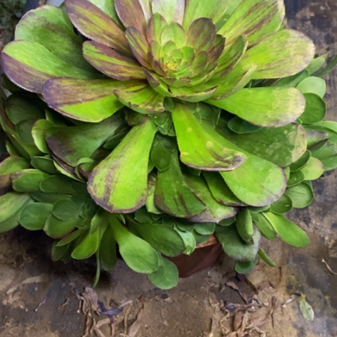 花月夜多肉植物3941