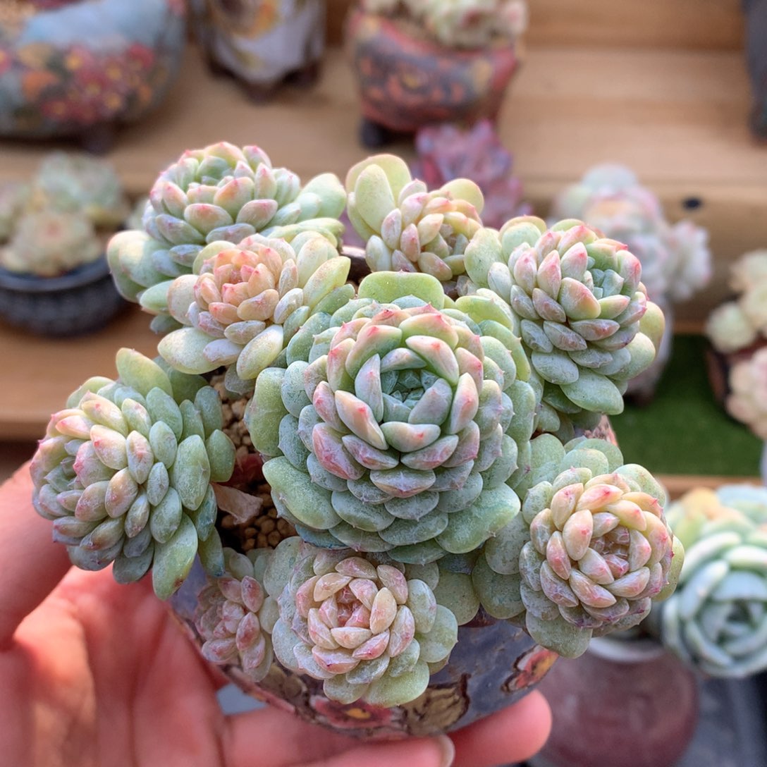 糖心群一物一拍整