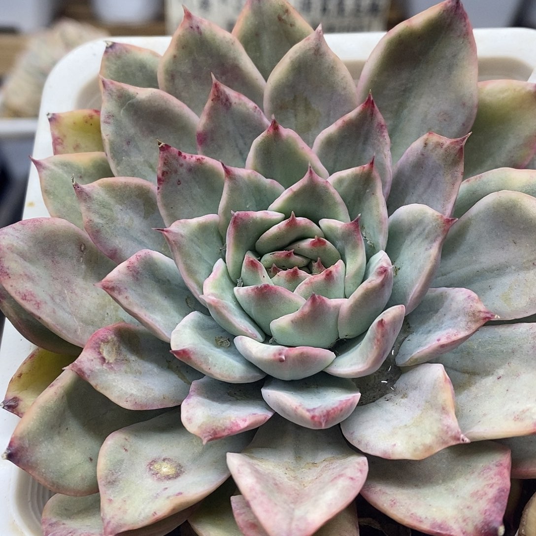 05137 荷花锦多肉