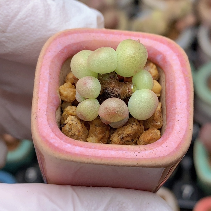 026 萤火虫 4头 品种太小看不出