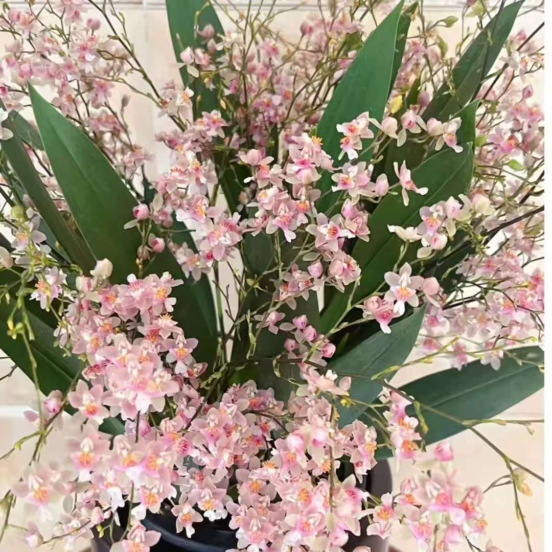 梦香兰特价清场（瑕疵不售后）