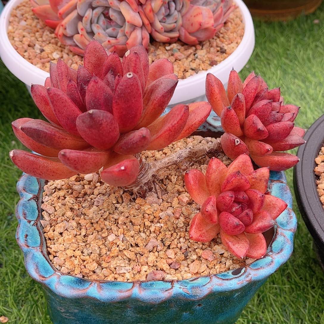 红太阳宝石精品多肉