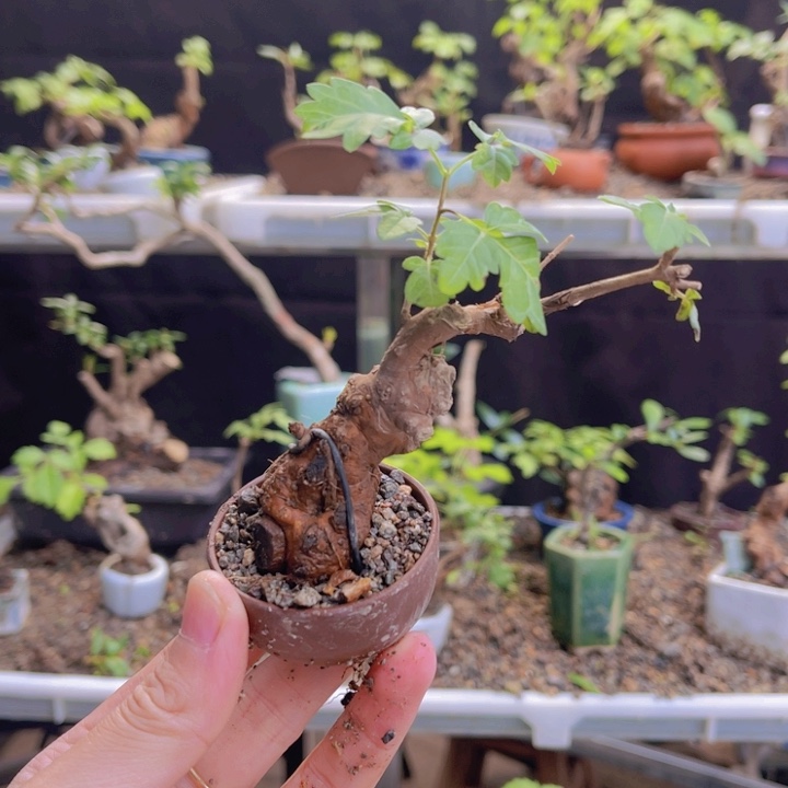 全部花朵12345678