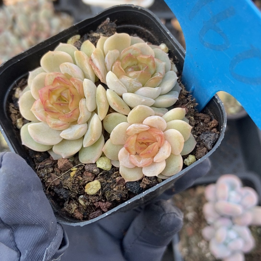 960容晶多肉植物保护