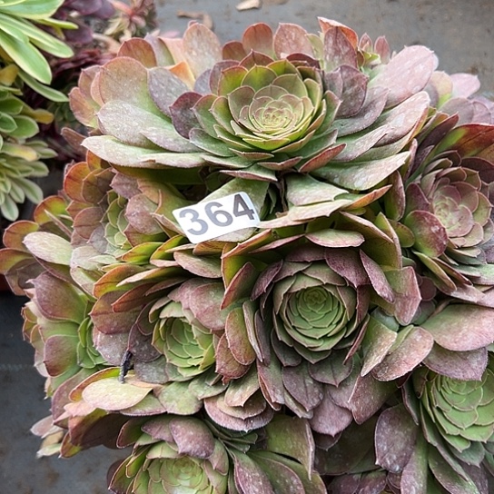 G**b多肉植物一个