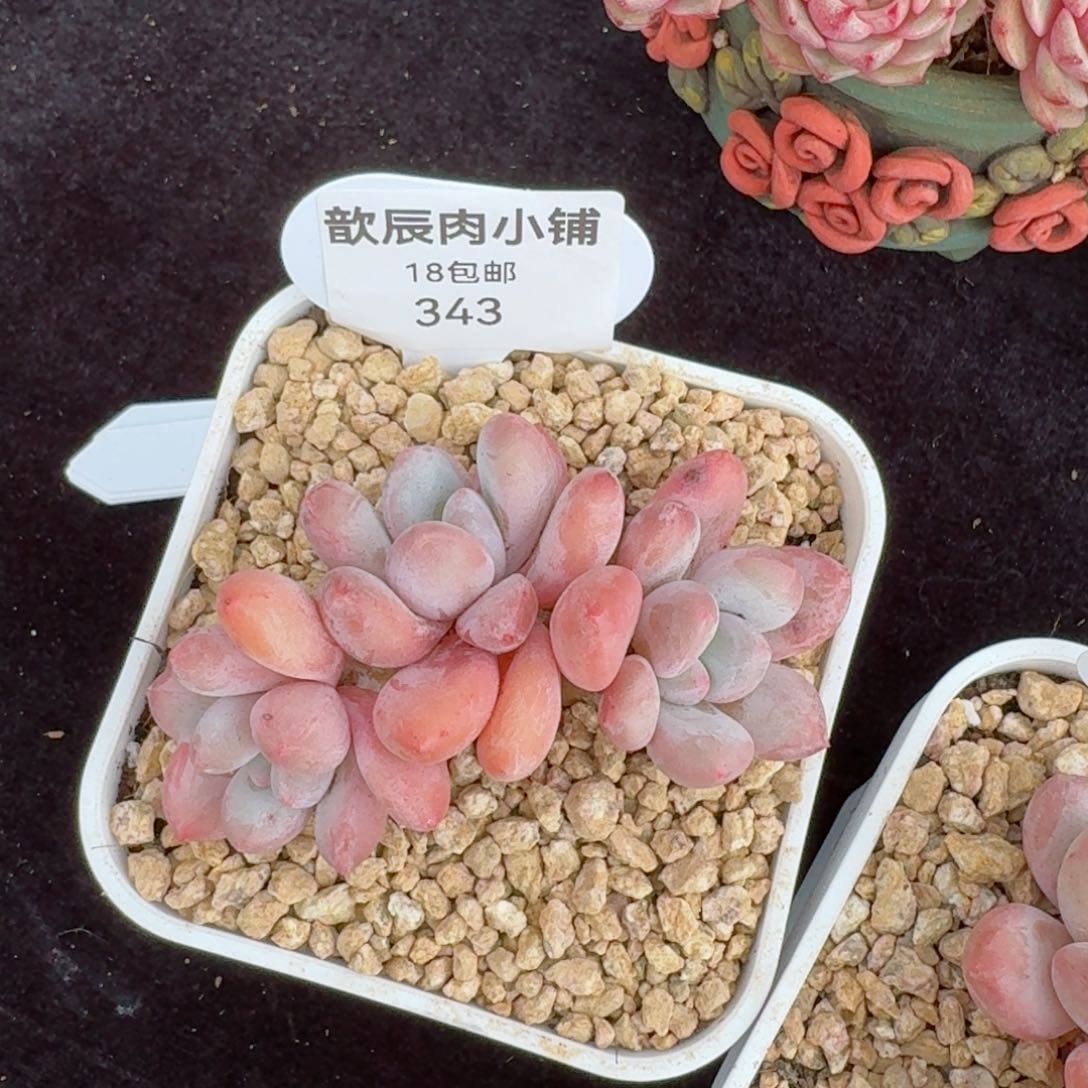 多肉植物香水343