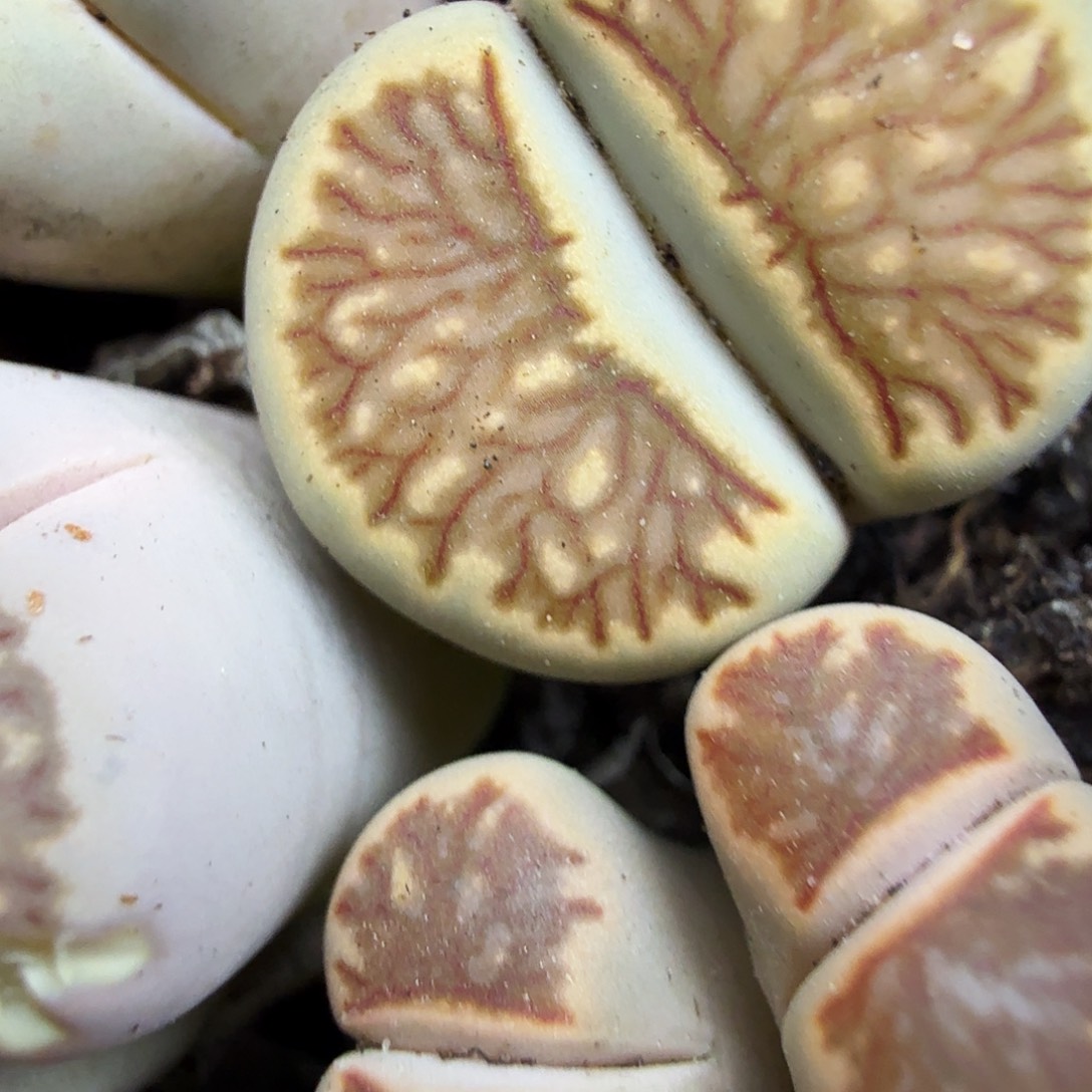 我就觉得这个电影的导演应该066哈哈