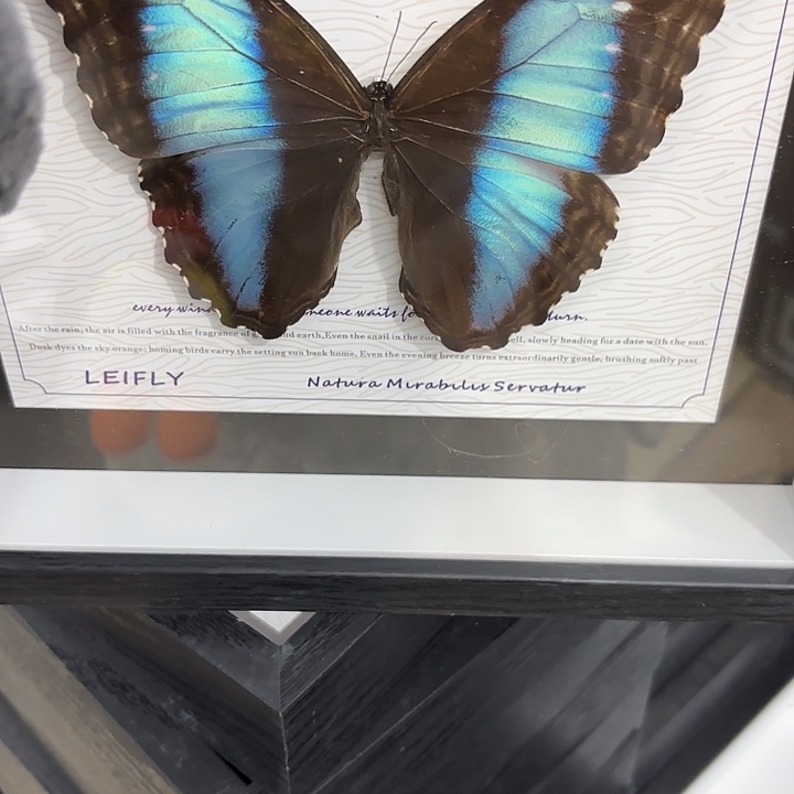 卿***上蝴蝶标本定制版168