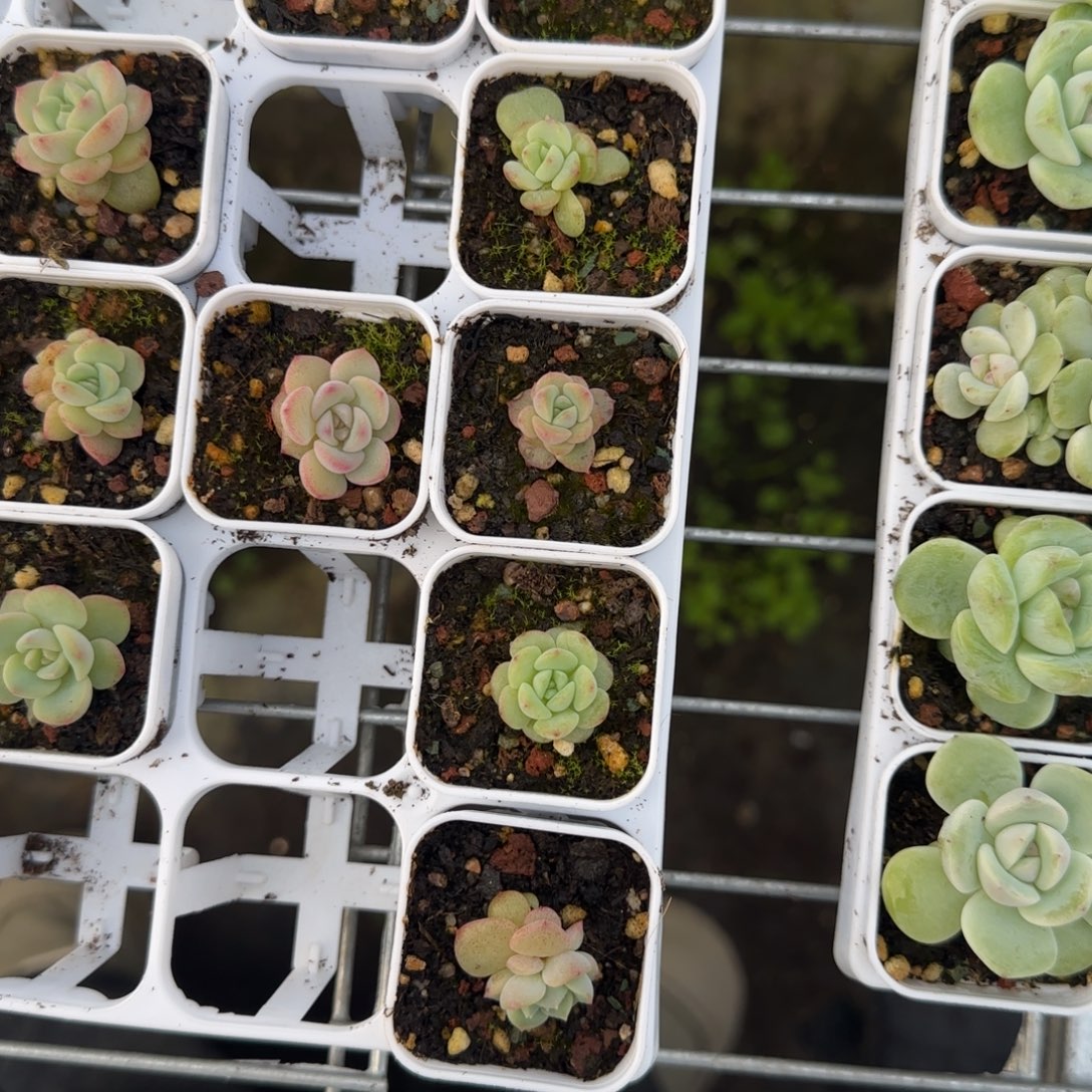 奶糖盆一个2床满25包邮