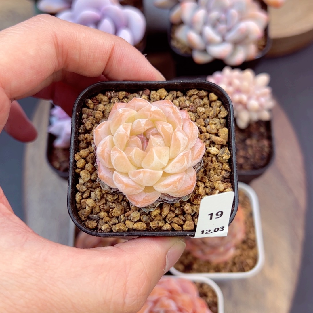 好好看19、哈哈哈哈哈