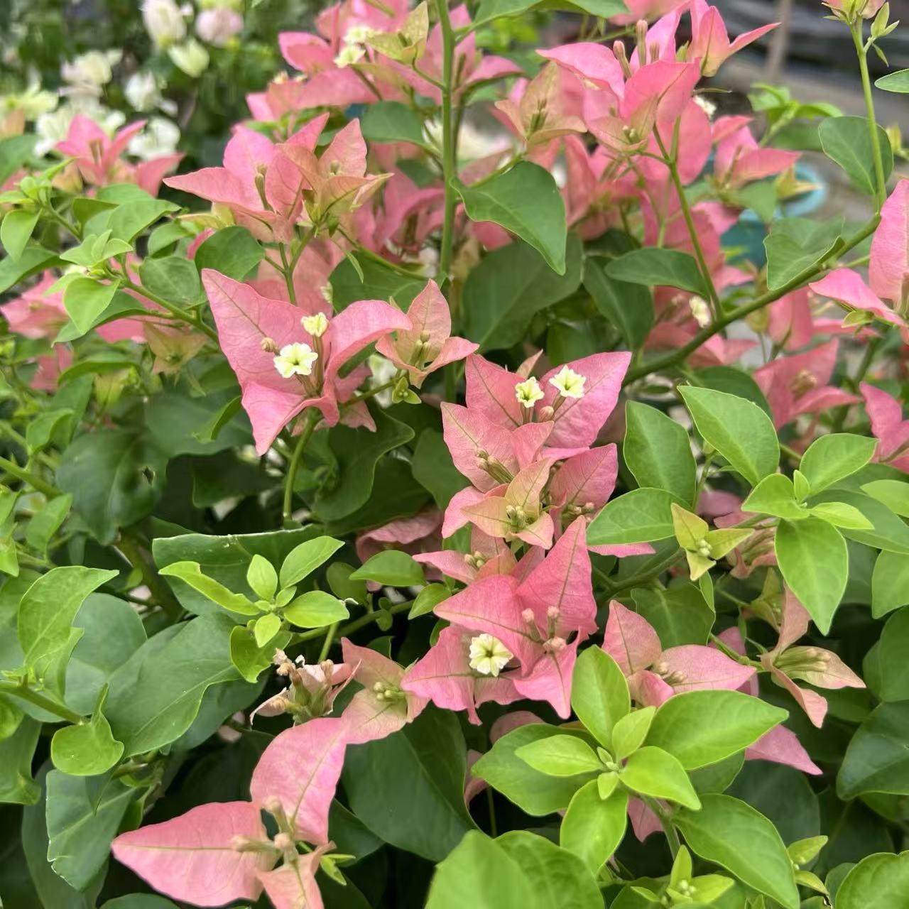 【卡亚塔】三角梅四季勤花丰花（收到落花掉叶，光杆属正常不售后 ）