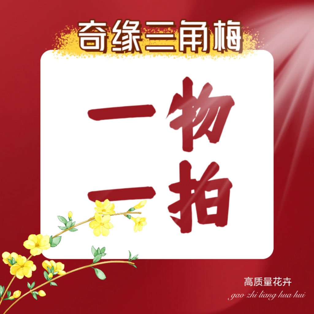 三角梅一物一拍 花盆固定绳不能剪竹子保留一个月之内换盆不售后