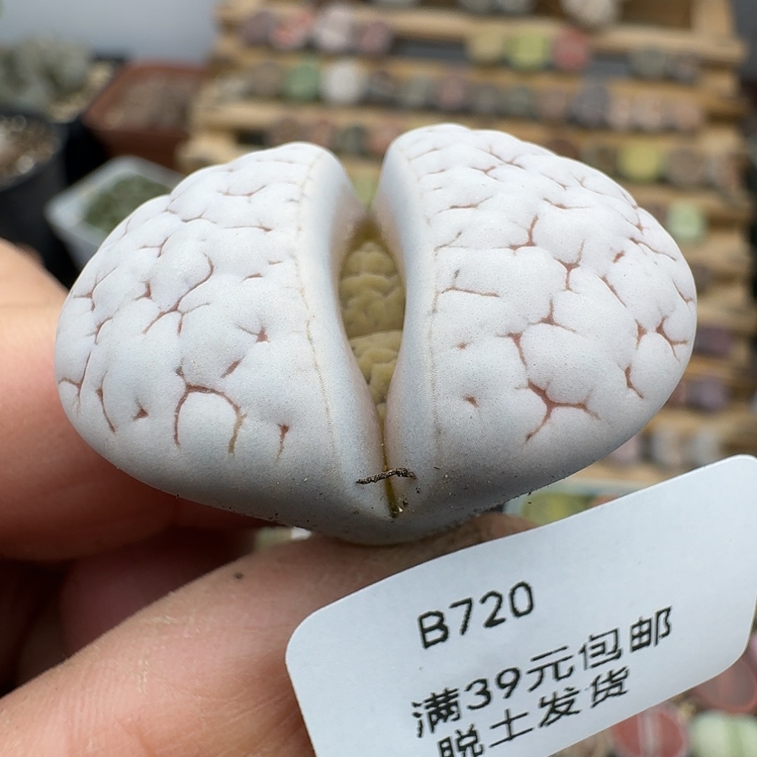 720多肉哈哈哈哈哈哈哈哈