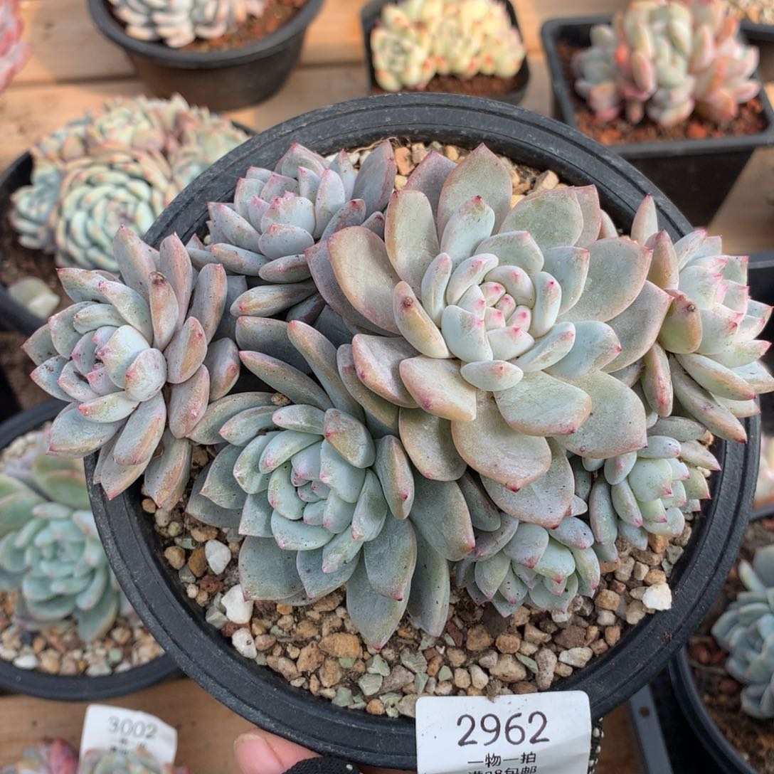 16厘米九头有砍石榴籽2962