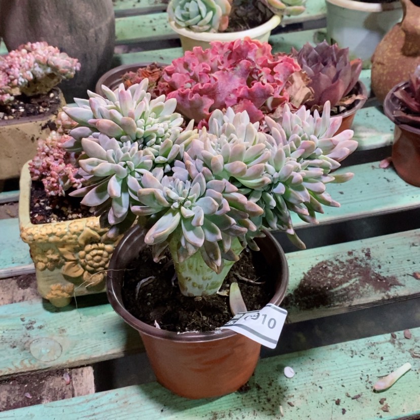 【闪购商品】淡雪缀0910