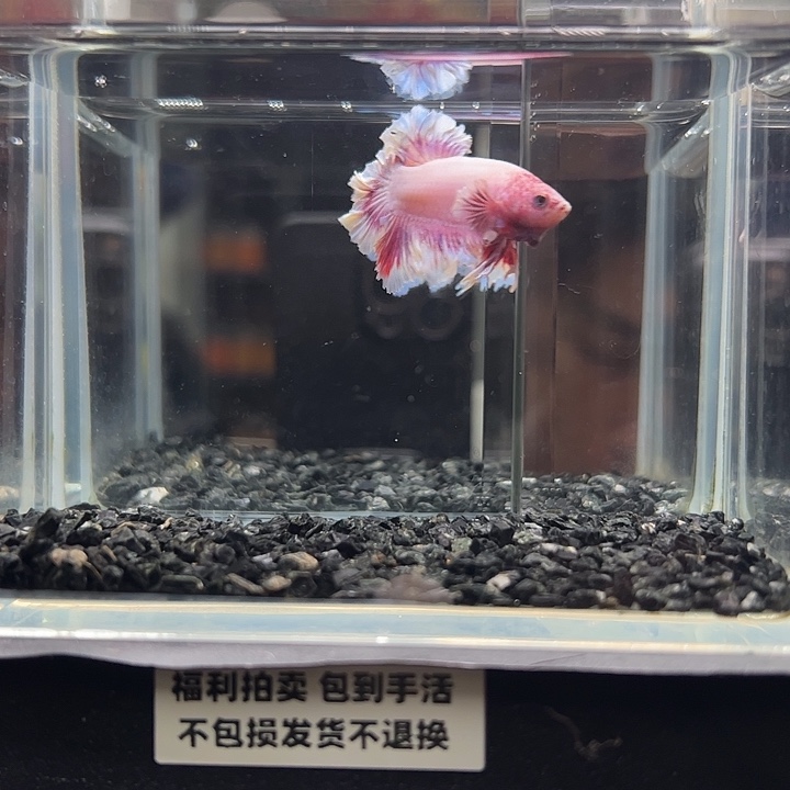 斗鱼跑单拉黑1日26