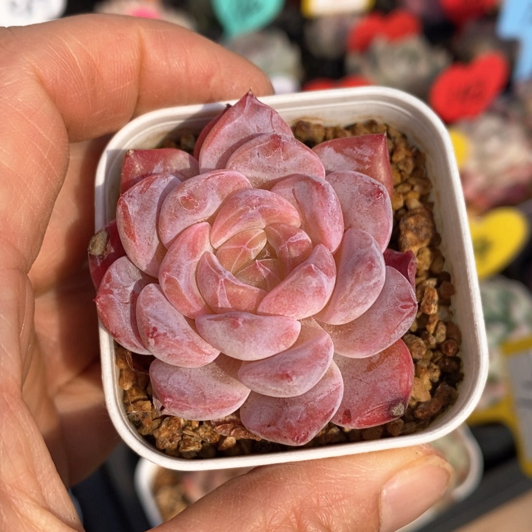 精品多肉一物一拍不包整18