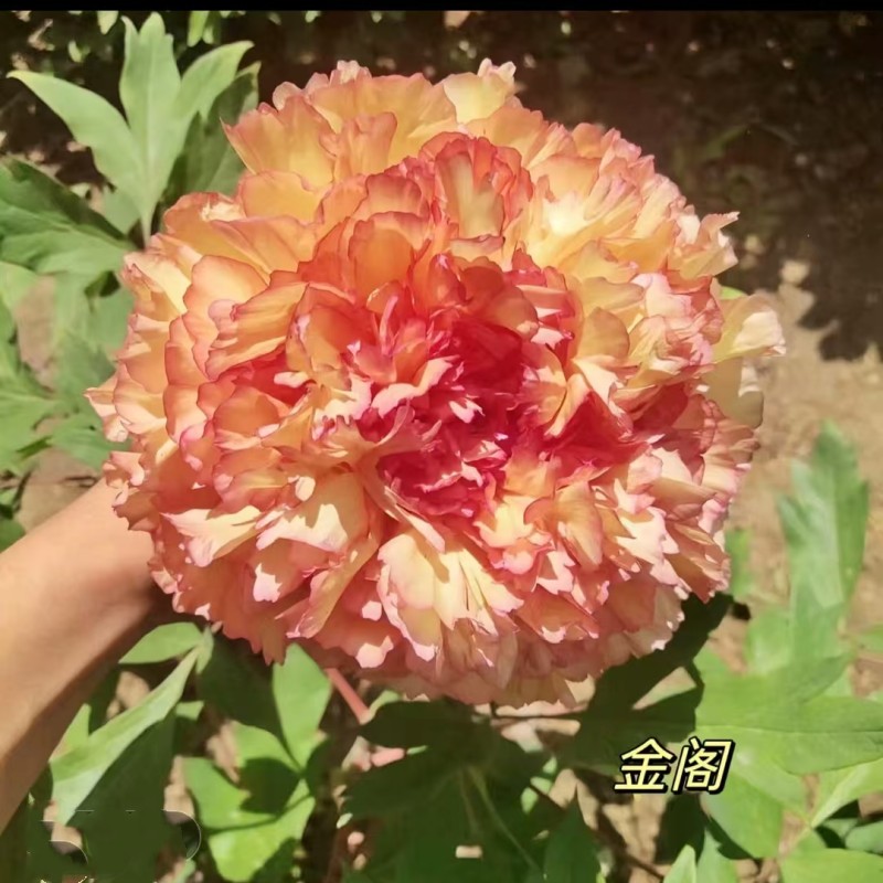 【金阁】牡丹花树苗 基地直发  现挖现发