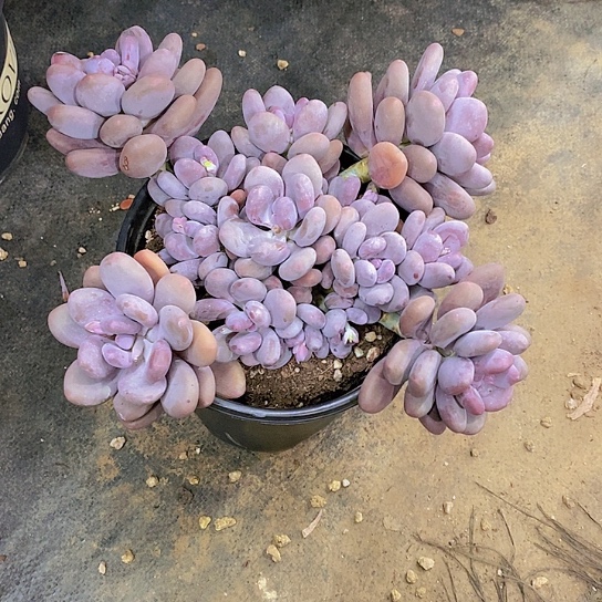 ?***婷大叶奶多肉植物群