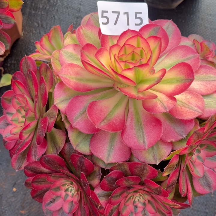 霞***姐荔枝多肉发货发货