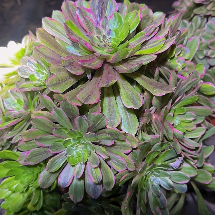 精品花脸粉黛老桩捧花特价福利