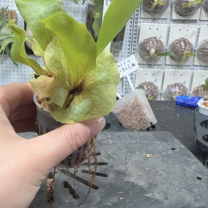 风神鹿角蕨孢子苗