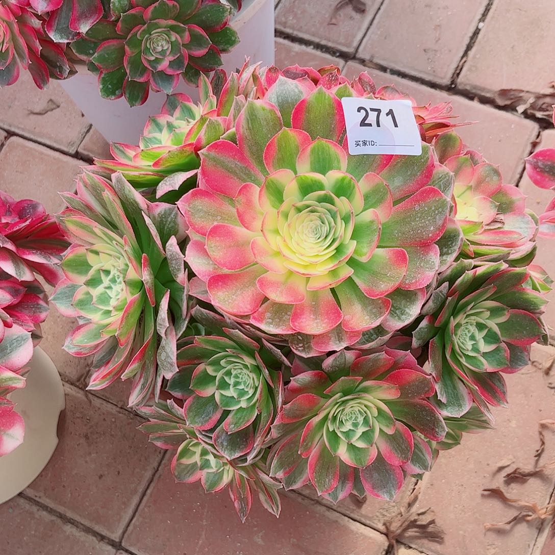 271海仙法师多肉植物