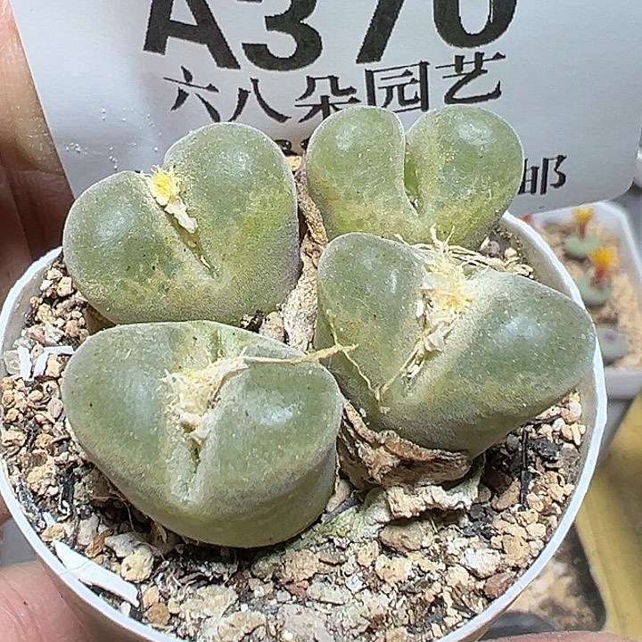 370号特价风铃xyxyxyxyxy