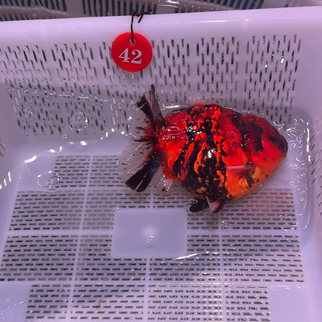 奋***斗金鱼你好吗我好想你