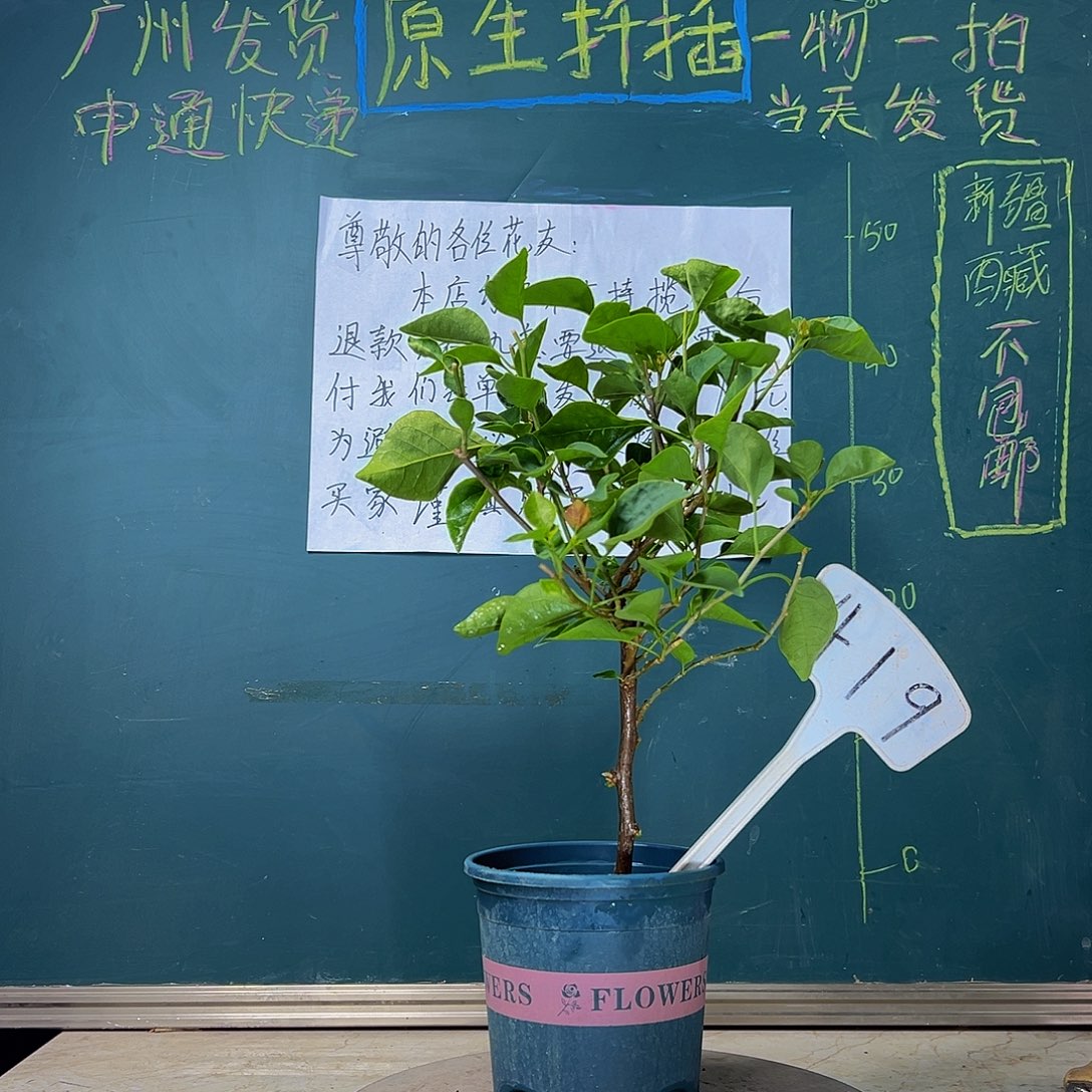 当前无花栽培后可以开花甜西瓜 419