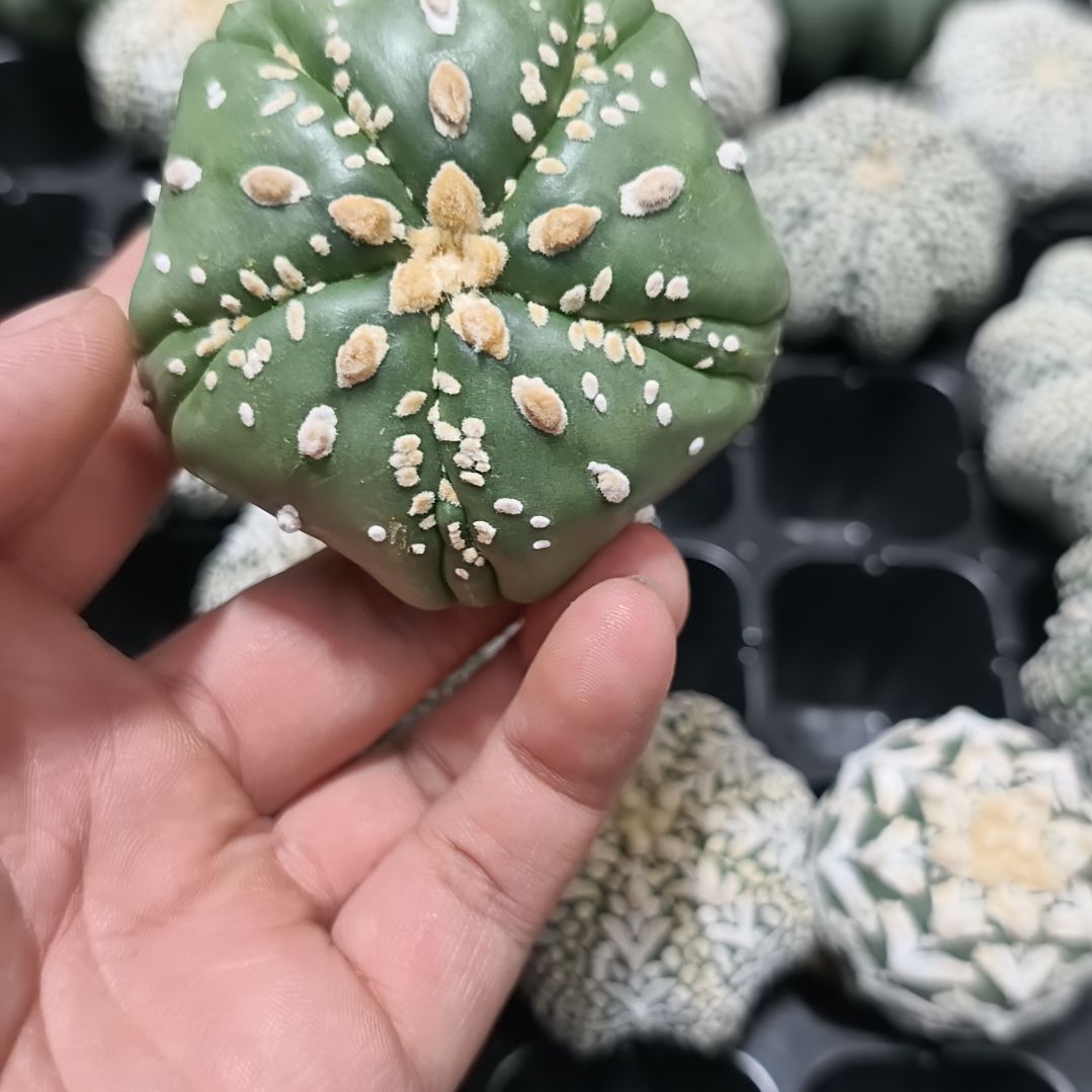 五棱五复五角星连心兜兜