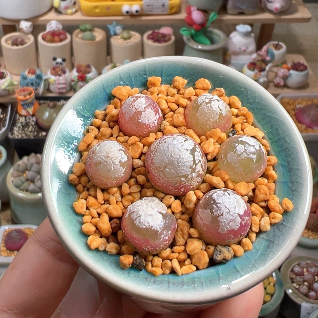 多肉植物12号灯泡