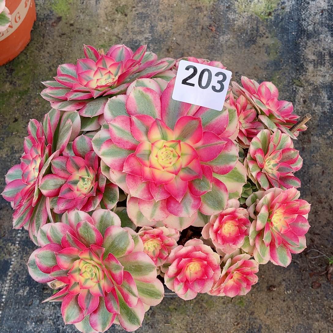 无花朵多肉植物203