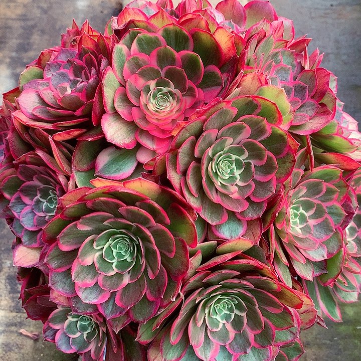 粉花妖多肉啊啊啊啊啊啊