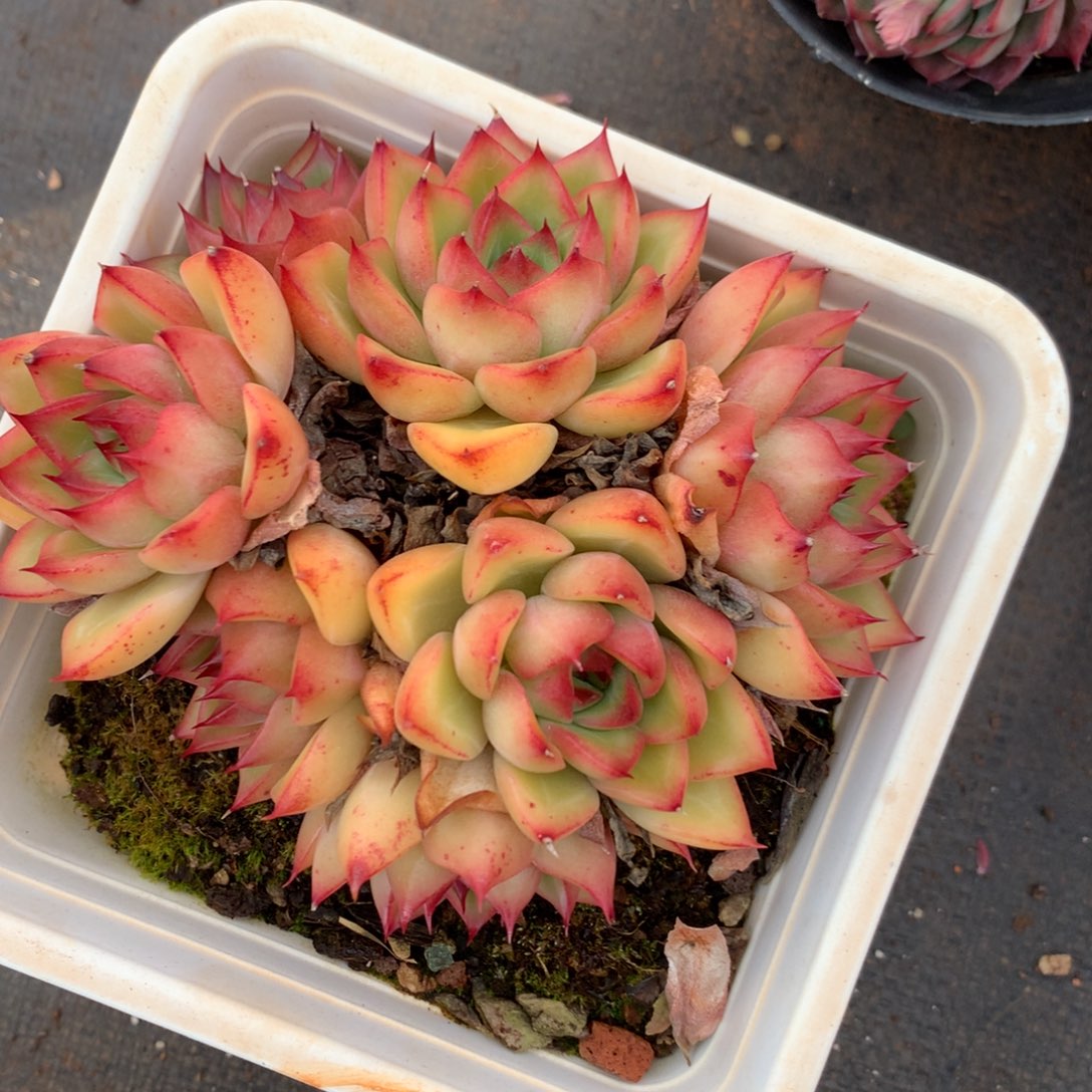 19杂交多肉老桩15包邮