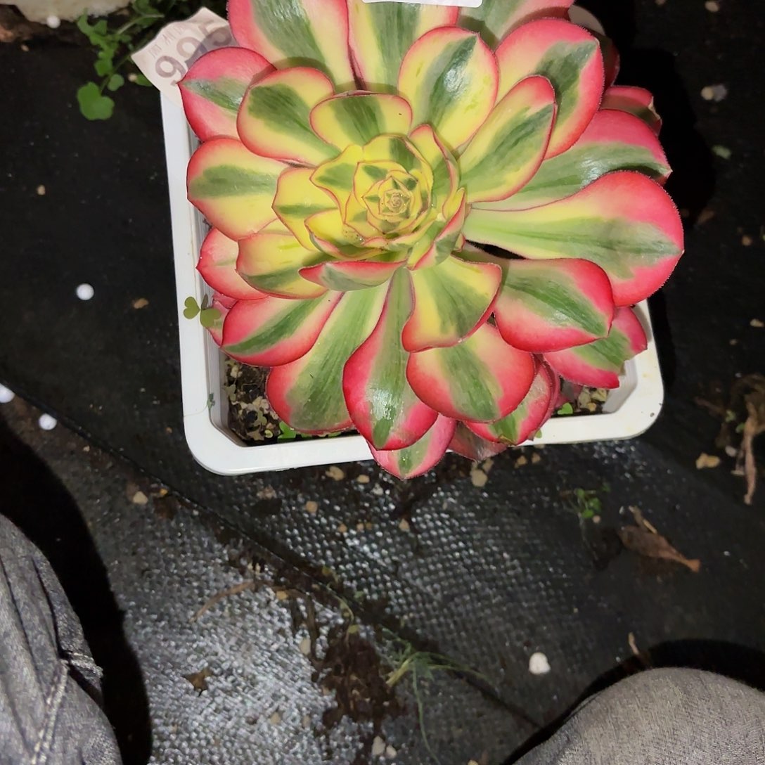 小***～爱丽丝脱土发972