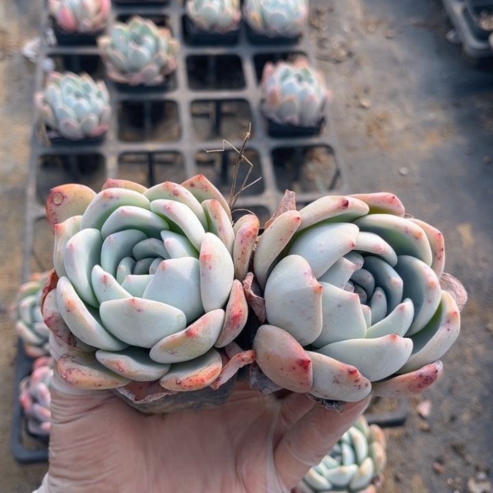 阳*星星梦两颗单头6.5方盆