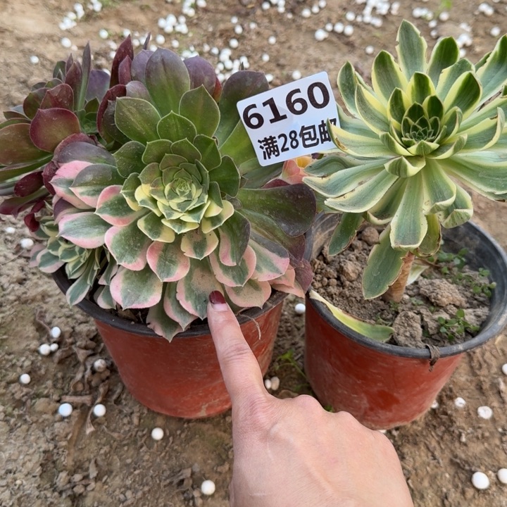 用****36160两个多肉一号棚A