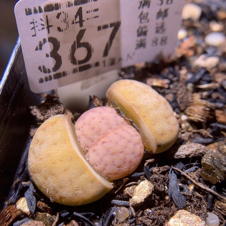 精品生石花34.367猪皮