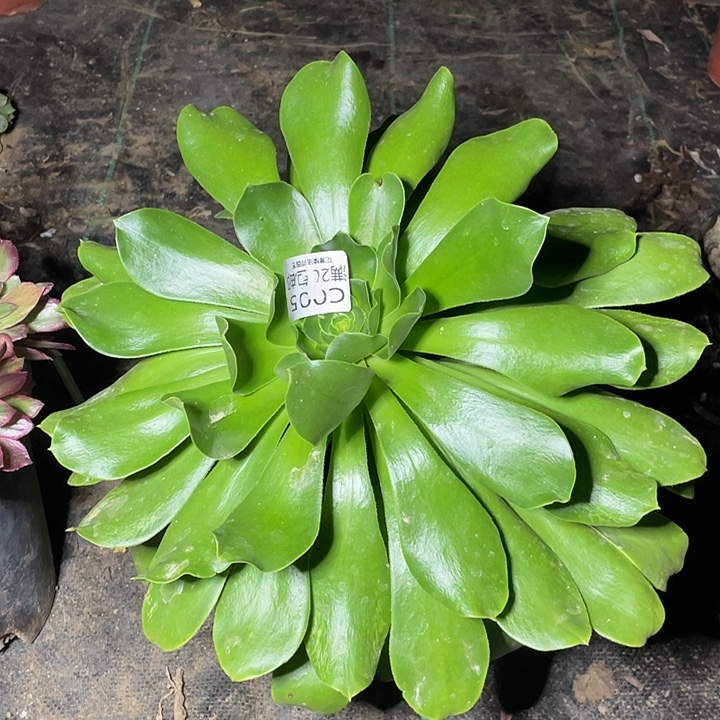 005燕姿多肉法师多肉