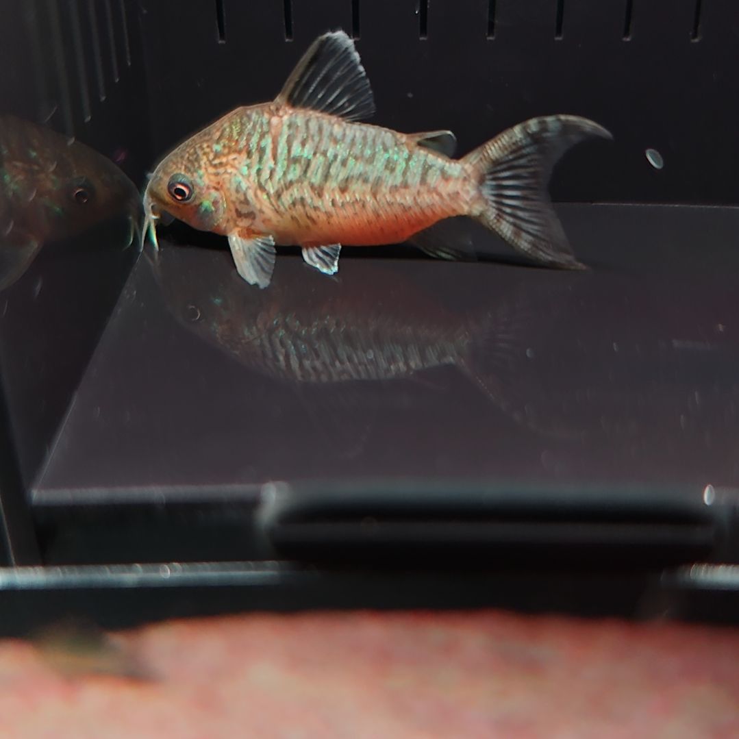 灯科鱼爆花葛依鼠鱼
