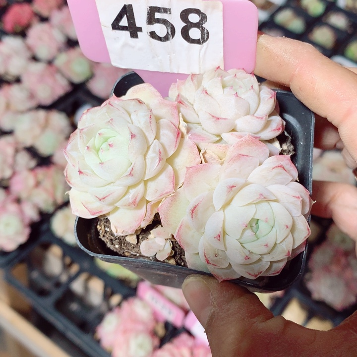 女王7cm不包整群