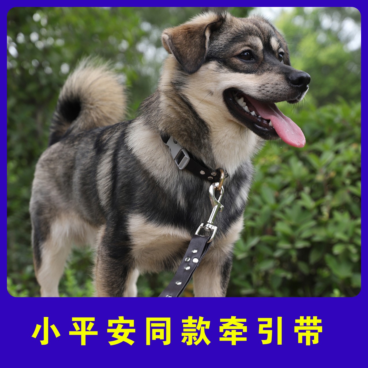 狗狗牵引带/配件ＤＩＹ 　小平安同款