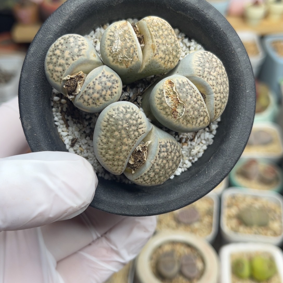 多肉植物一物一拍106