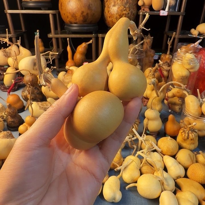 馍***）葫芦大厚皮是真的好看