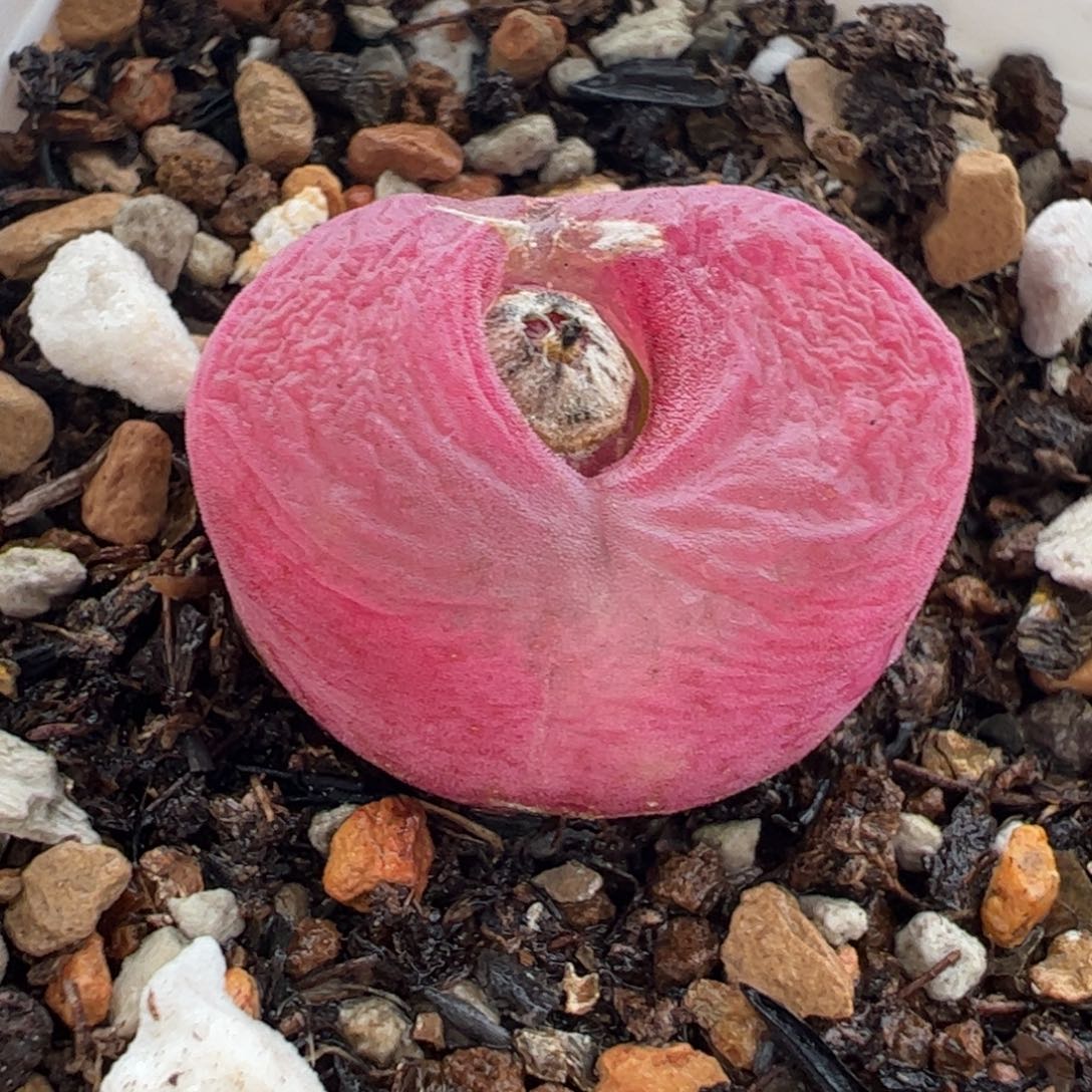 116多肉植物百科