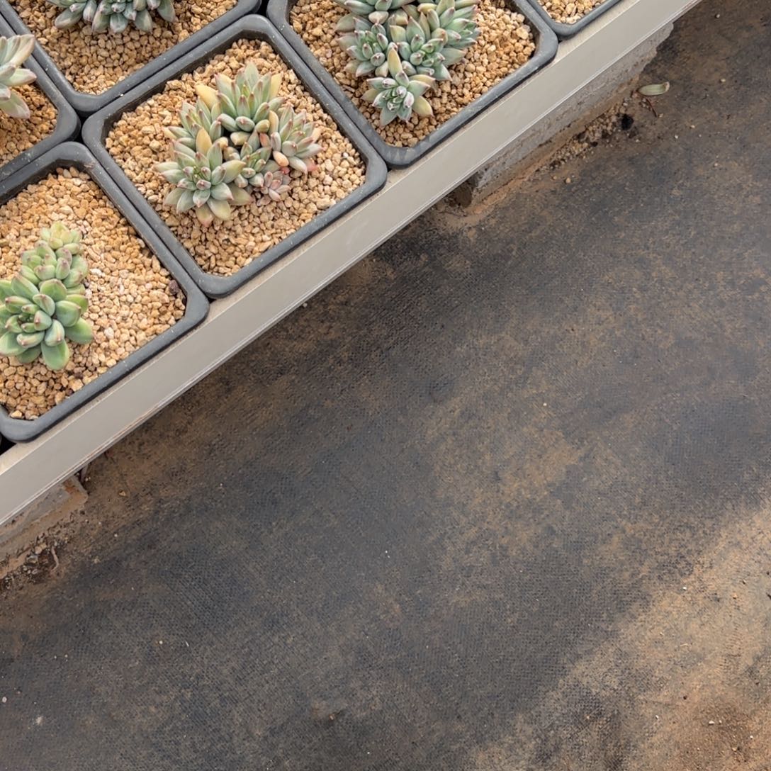 在***窝梦幻泡泡多肉。      