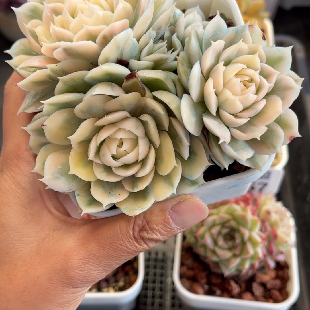 1358 天冷必拍保温箱